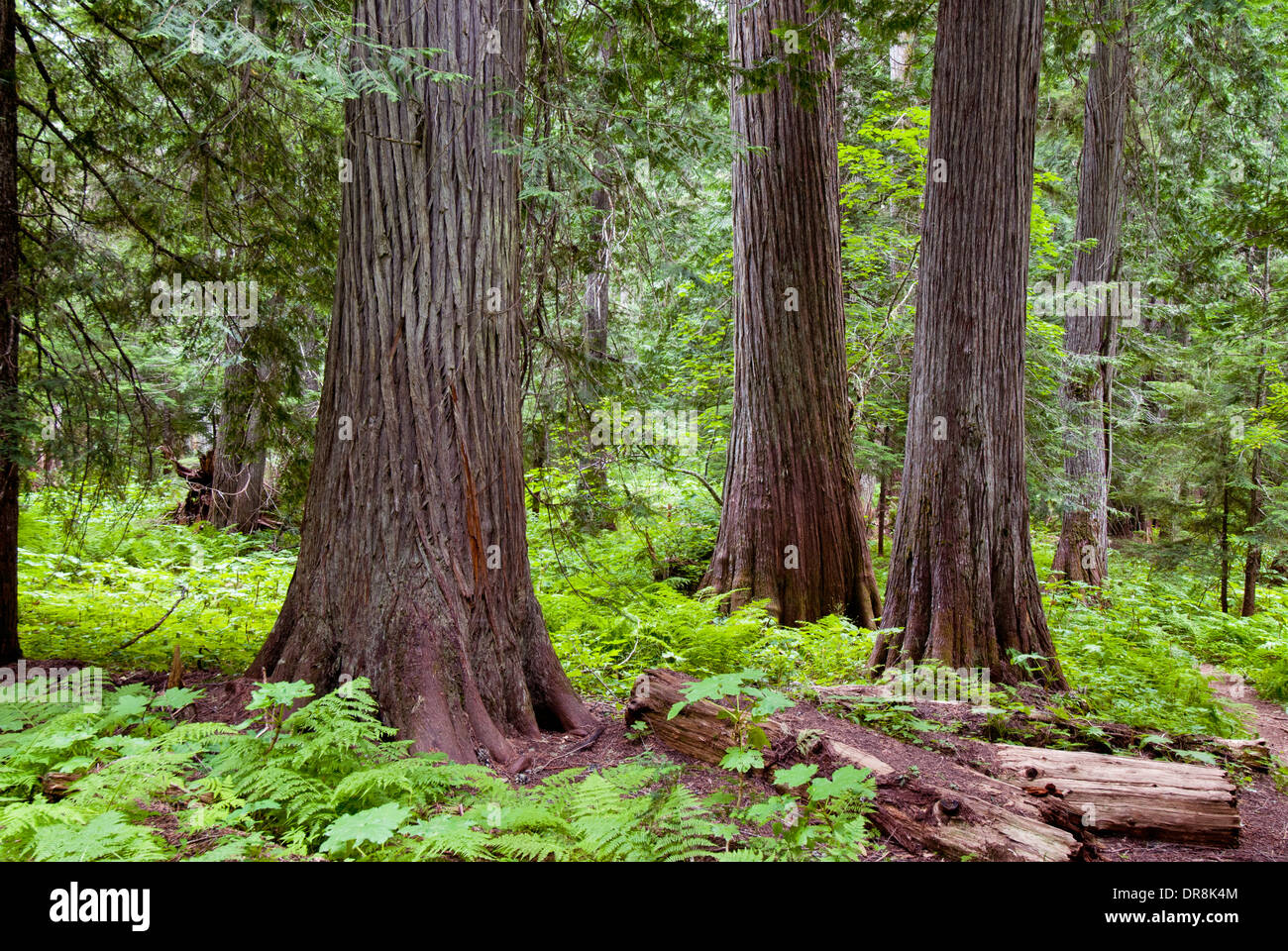 Roosevelt boschetto di antichi cedri in Idaho settentrionale vicino Priest Lake Foto Stock