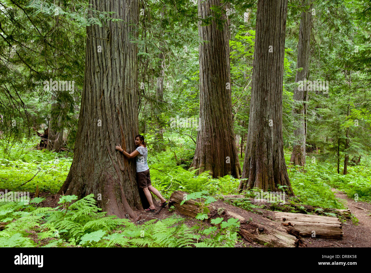 Donna 'abbracciando' western red cedar nel boschetto di Roosevelt di antichi cedri in Idaho settentrionale vicino Priest Lake (MR) Foto Stock