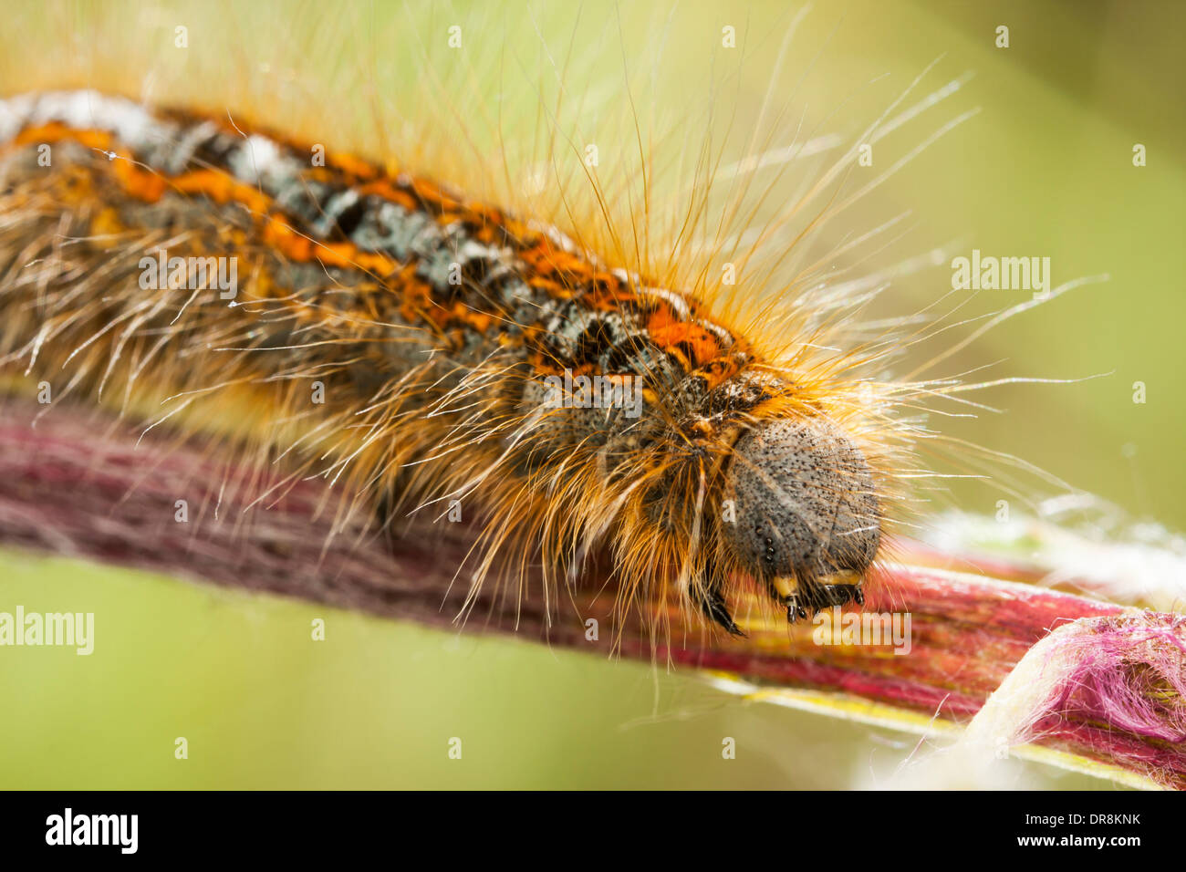 Hairy orange larva esamina su impianto Foto Stock