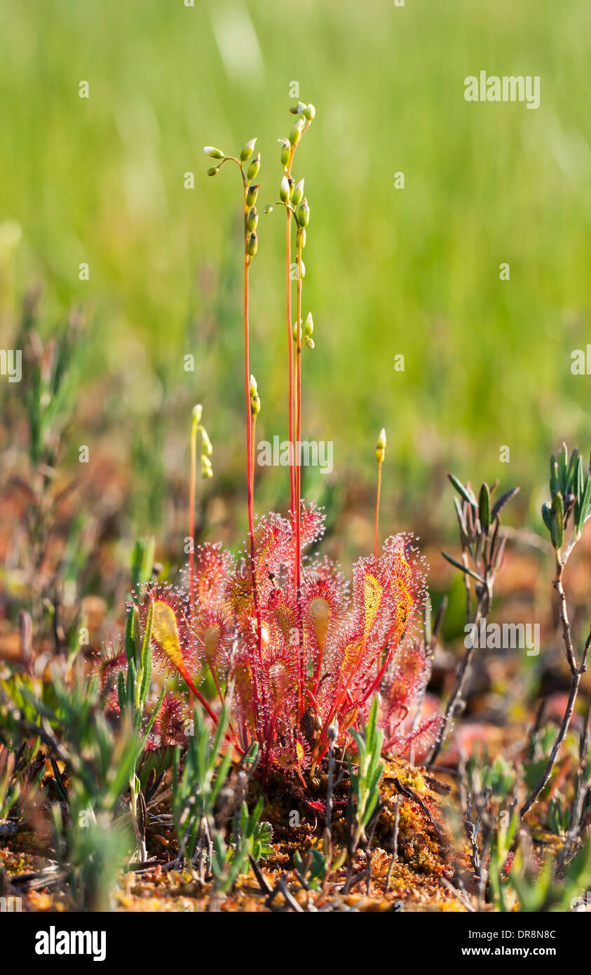 Primo piano di una grande sundew o Drosera Angelica Foto Stock