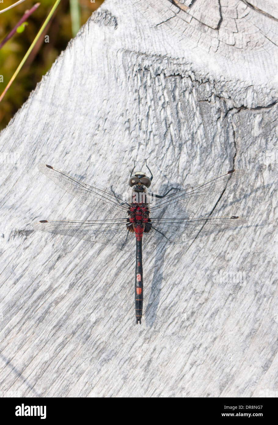 Dragonfly su un bianco scheda di legname Foto Stock