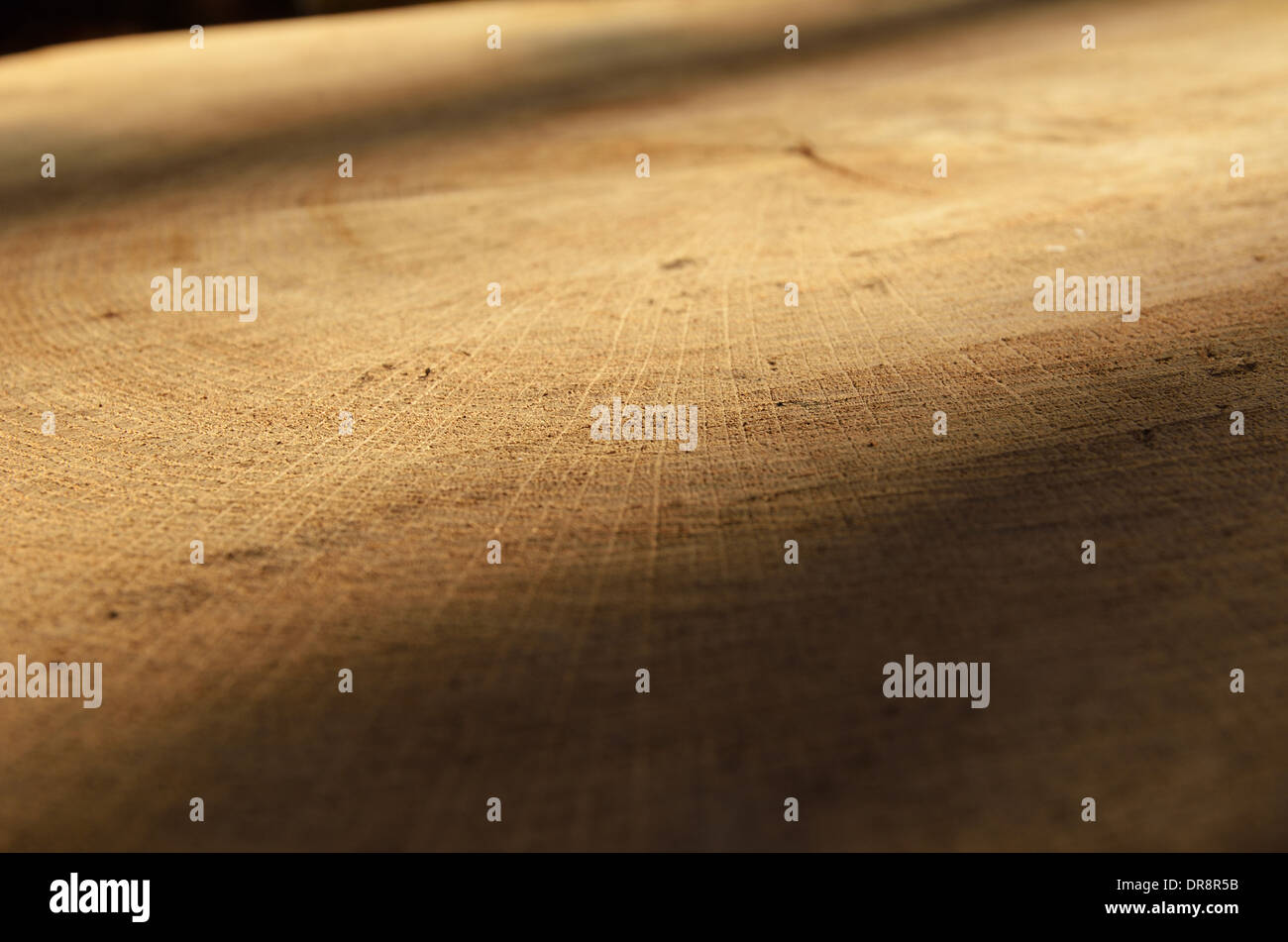 Close-up di taglio di legno Foto Stock
