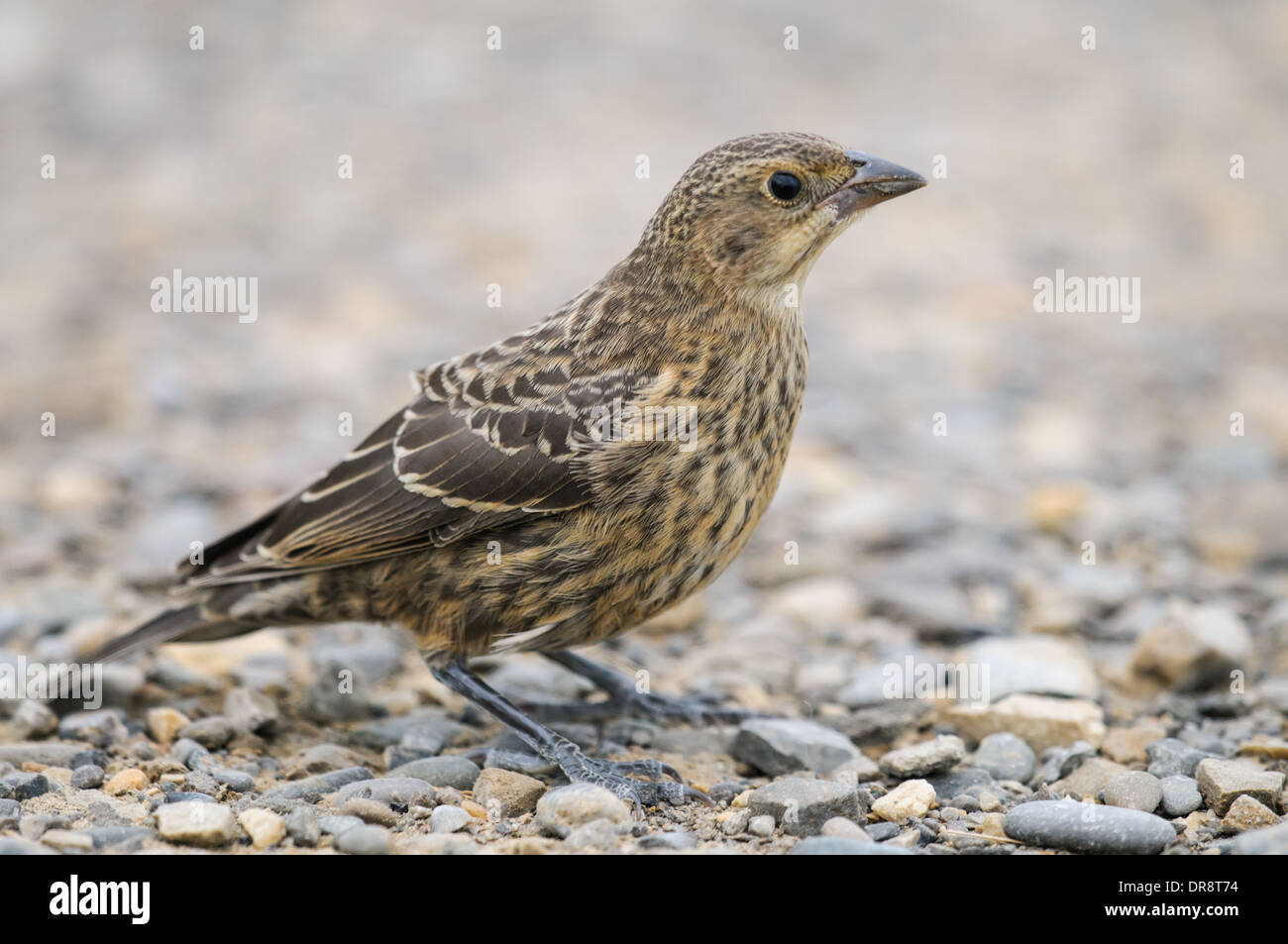 I capretti marrone-guidato Cowbird su una strada di campagna, Alberta Canada Foto Stock
