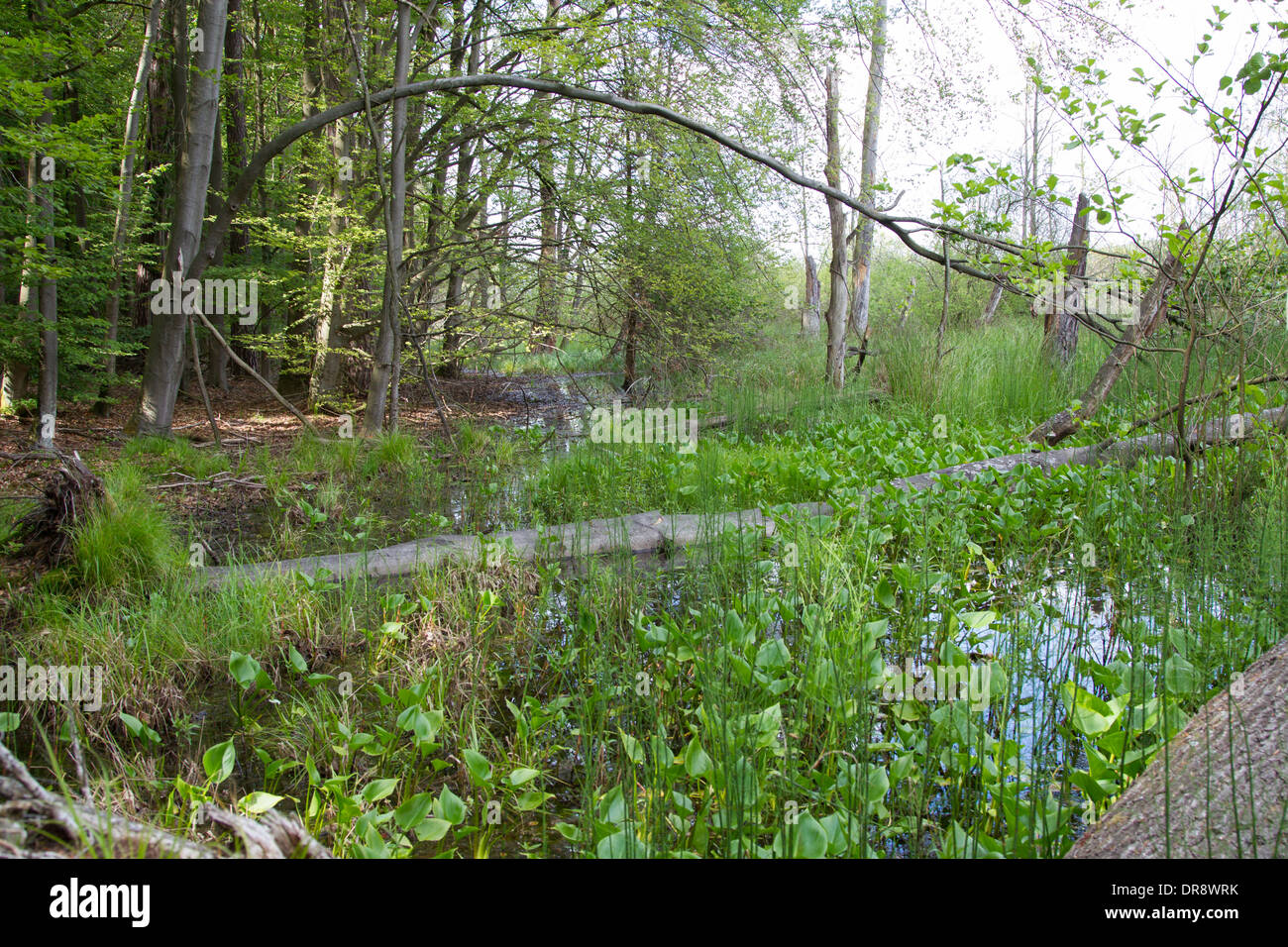 Foreste Riparia Riparia rottura albero delle foreste Foto Stock