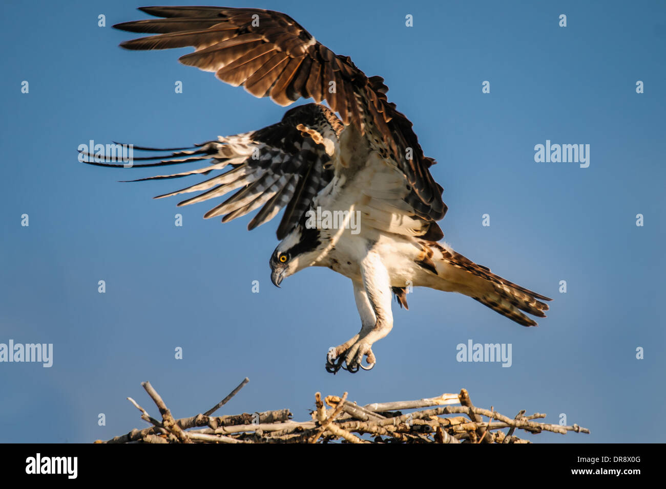 Osprey atterraggio su un nido su un lago della prateria, Alberta Canada Foto Stock