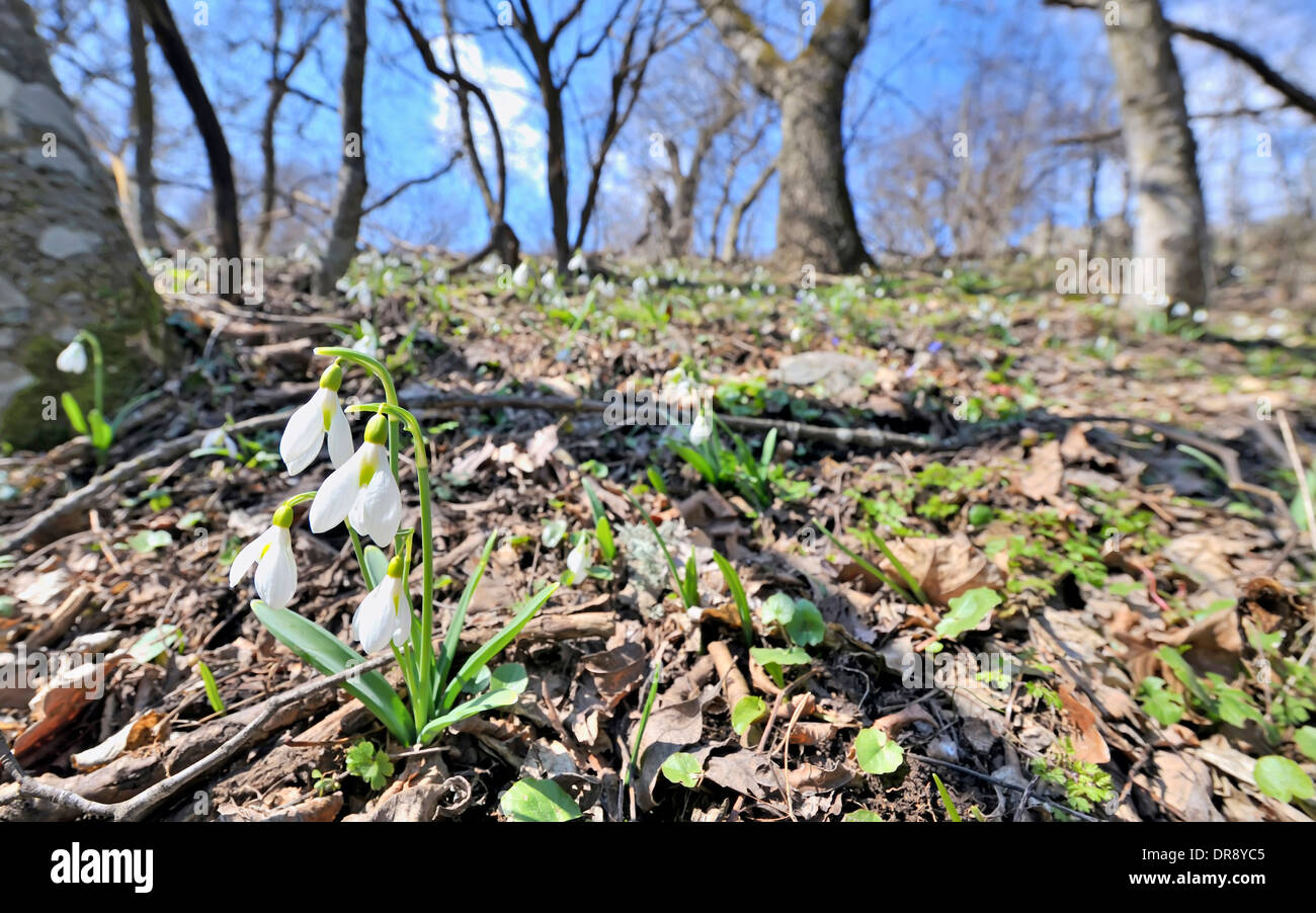 Snowdrop fiori in mattina tempo nella foresta Foto Stock