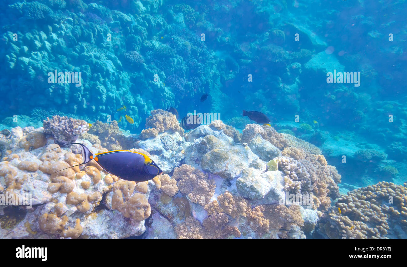 Pesce tropicale e la Barriera Corallina in acqua calda Foto Stock
