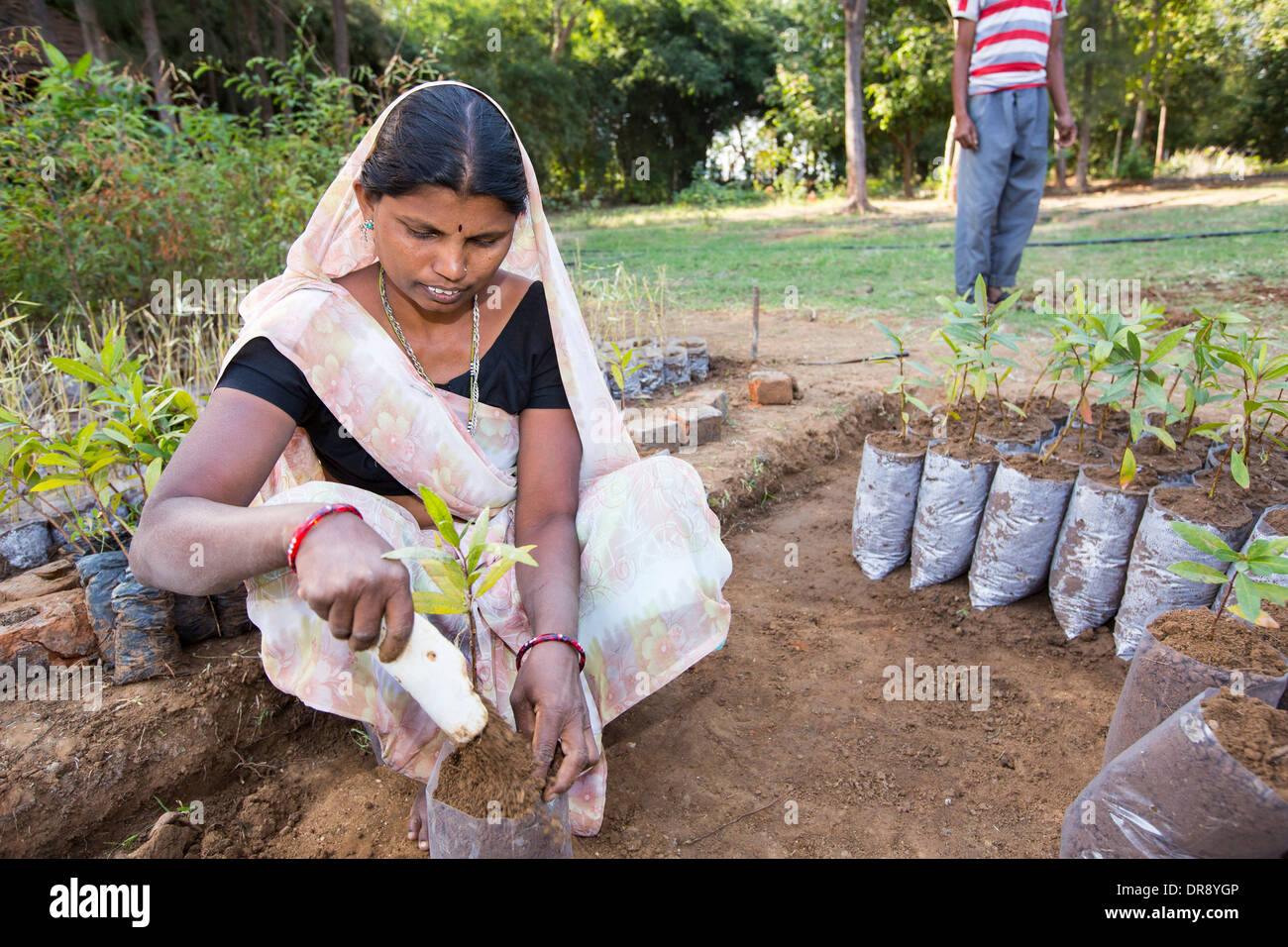 Una donna a piantare alberi al Muni Seva Ashram in Goraj, nei pressi di Vadodara, India Foto Stock