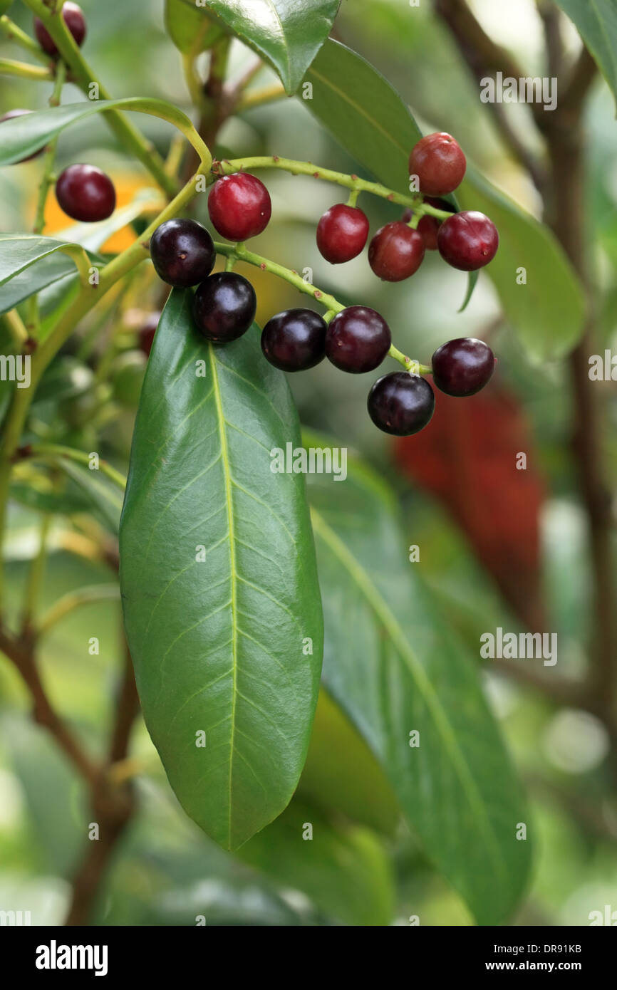 Cherry laurel tree, bacche e foglie, dettaglio Foto Stock