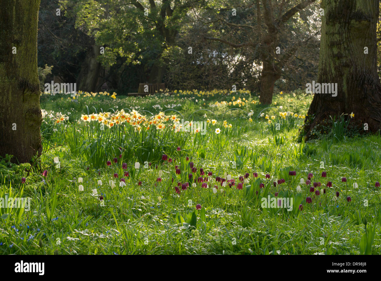 Trinity College motivi in primavera con i narcisi e tulipani Foto Stock