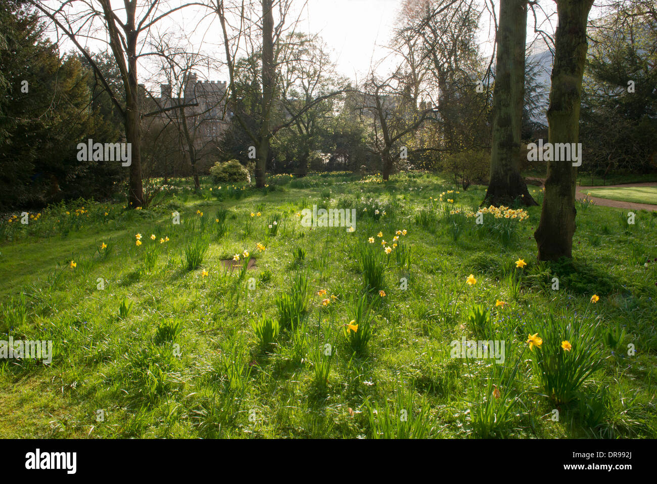 Trinity College in primavera con i narcisi Foto Stock