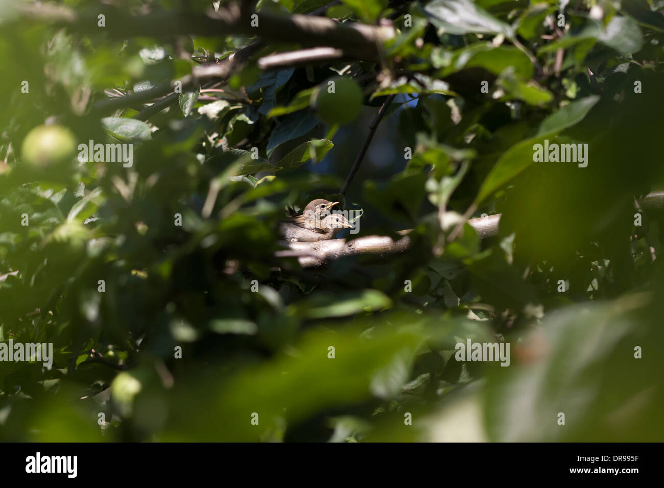 Due uccellino s sul ramo di albero Foto Stock