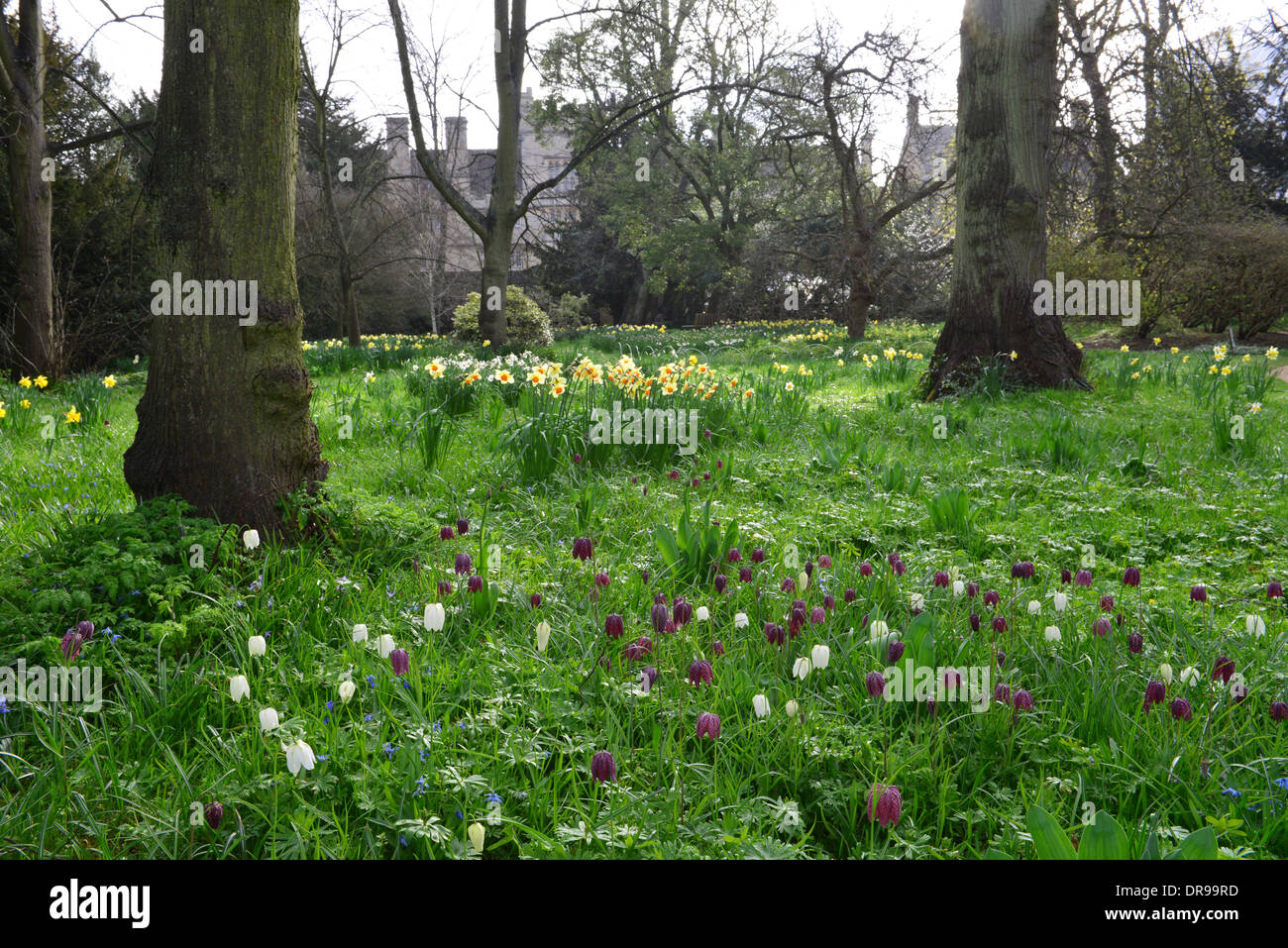 Trinity College in primavera con i narcisi e tulipani Foto Stock