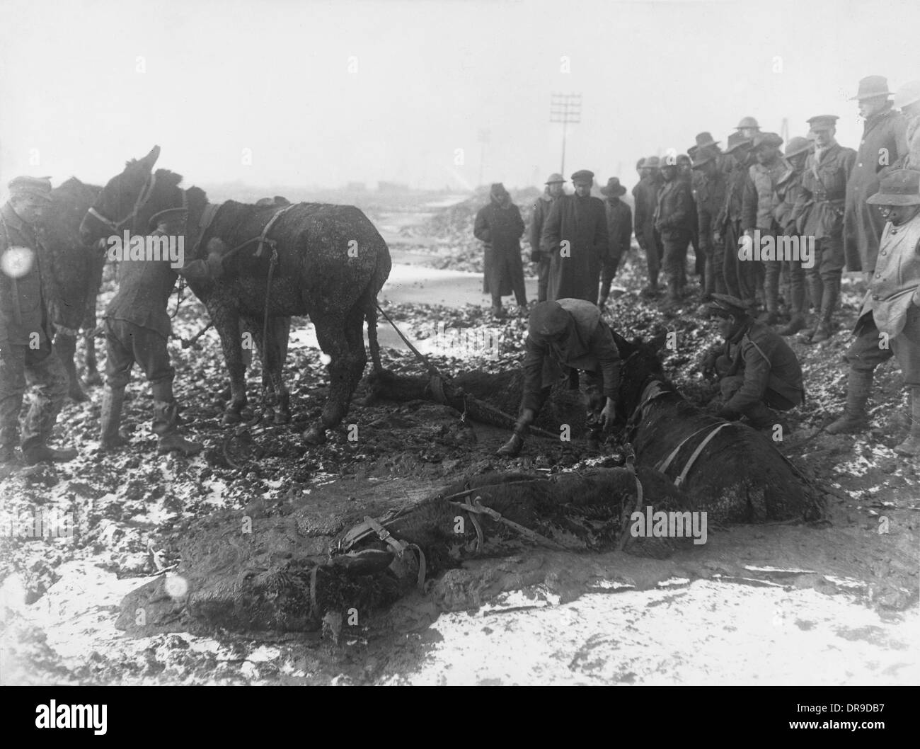 Battaglia di Messines Ridge 1917 Foto Stock