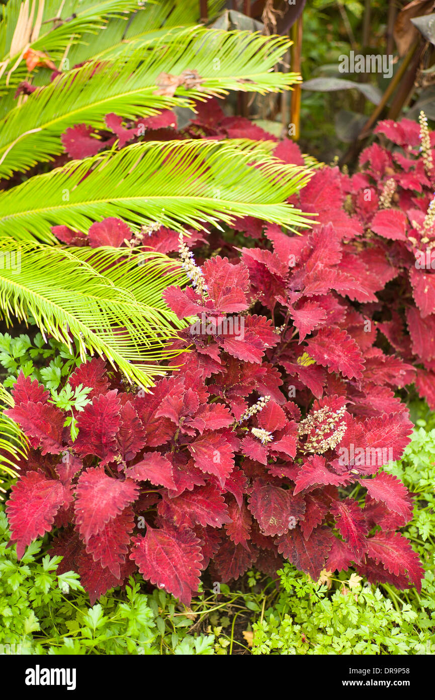 Cycas coleus e utilizzato come compagno di piante Foto Stock