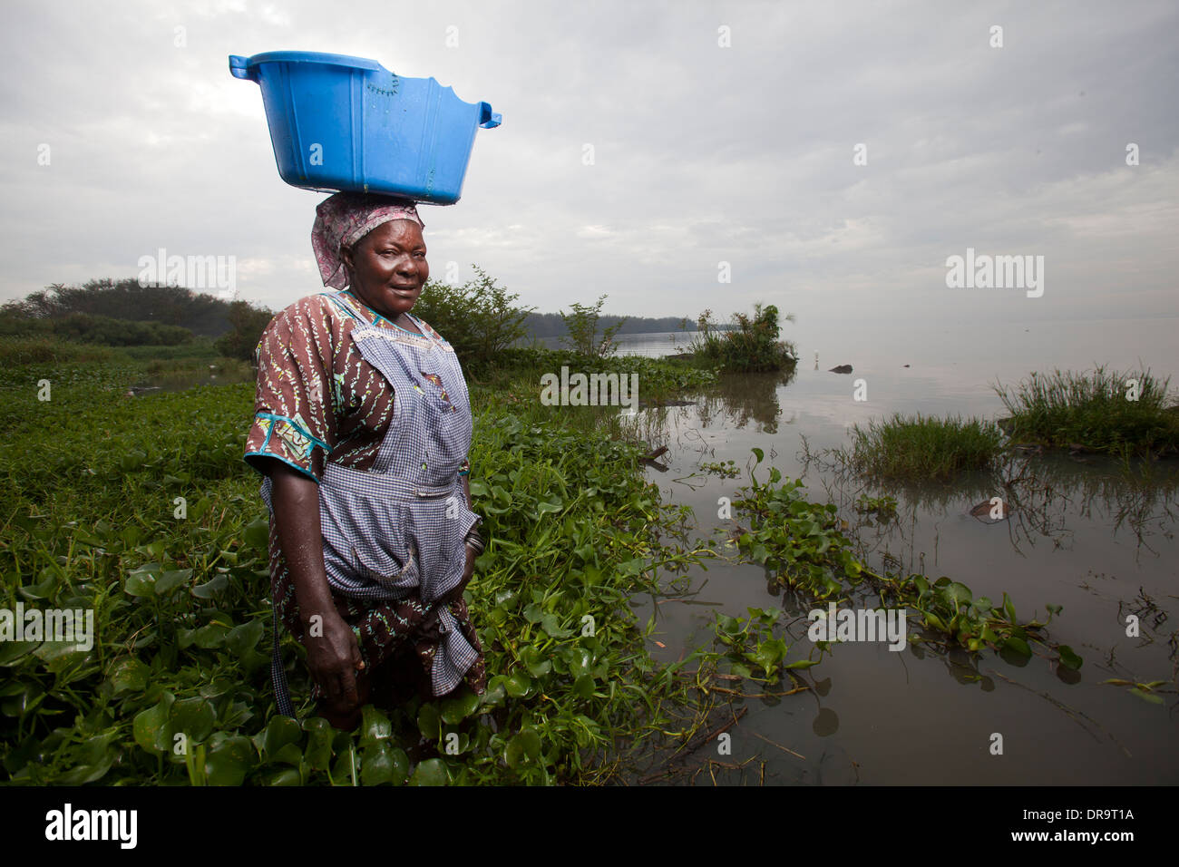 Donna di bilanciamento del recipiente di plastica sulla testa e guadare attraverso giacinto di acqua a bordo lago, Kisumu regione, il lago Victoria, Kenya Foto Stock