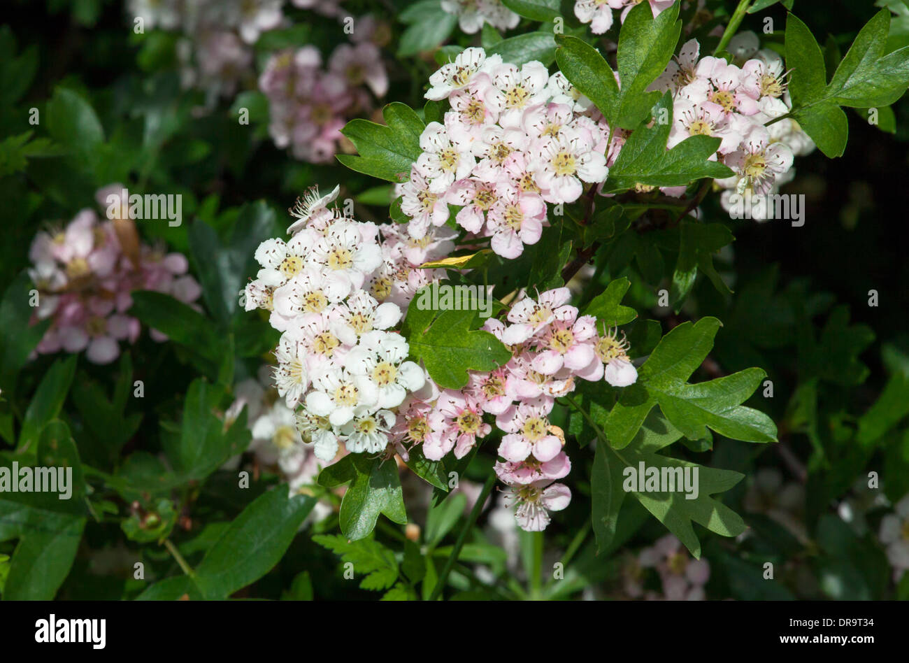 Biancospino(maggio) sbocciare in un inglese di siepe a inizio estate Foto Stock