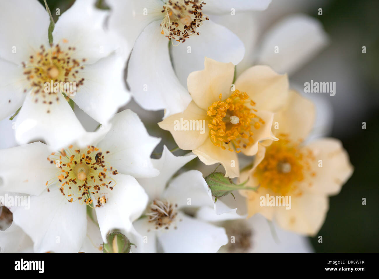 Piuttosto di blumi di un vecchio hedge rose Foto Stock