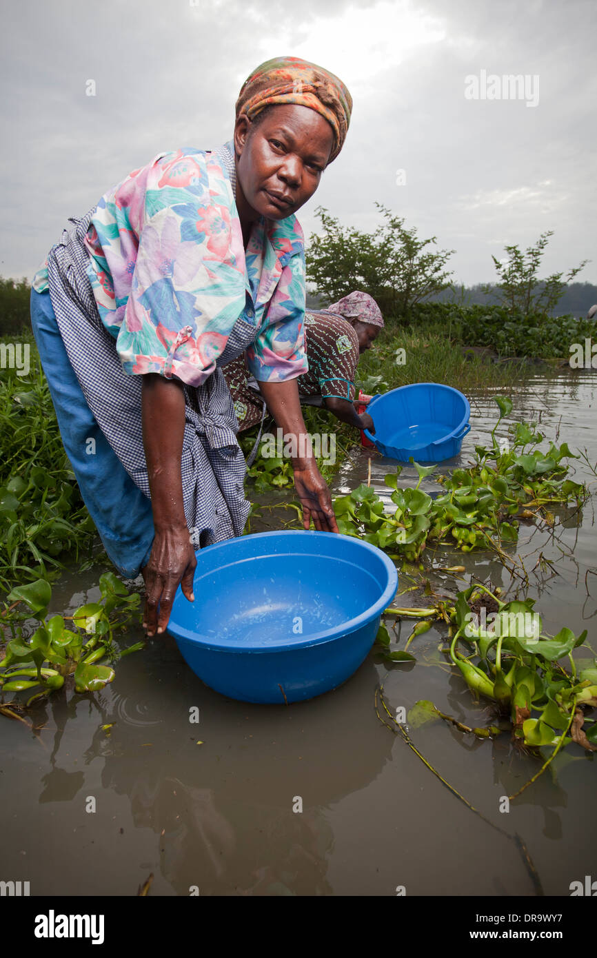 Le donne a raccogliere acqua dal lago di bordo, Kisumu regione, il lago Victoria, Kenya Foto Stock