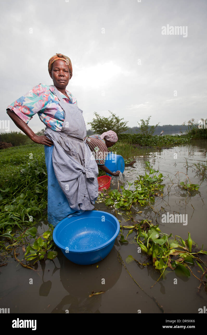 Le donne a raccogliere acqua dal lago di bordo, Kisumu regione, il lago Victoria, Kenya Foto Stock