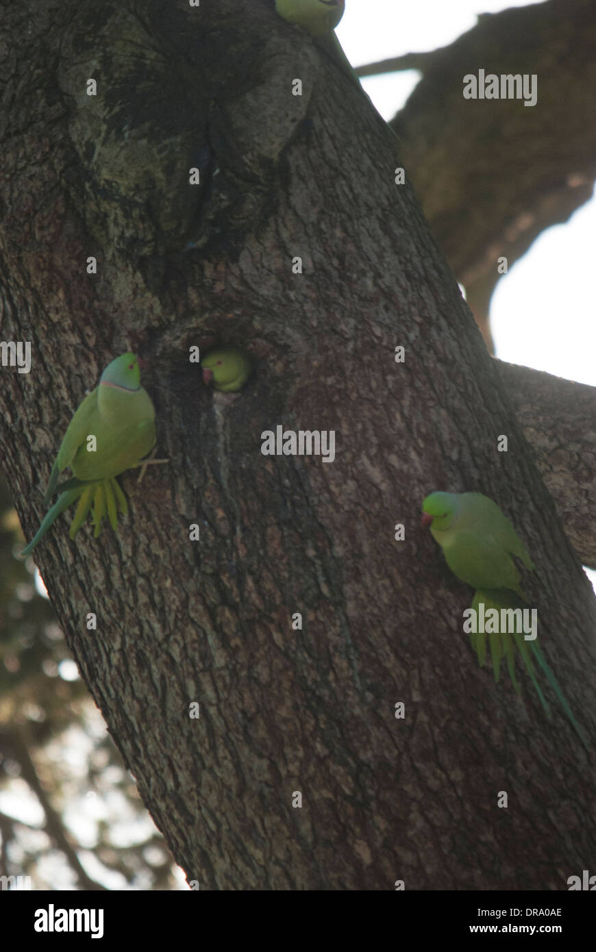Collo ad anello cocorite (Psittacula krameri) ad una vista di nidificazione durante l'inverno, comportamento insolito. - Gunnersbury Park Foto Stock