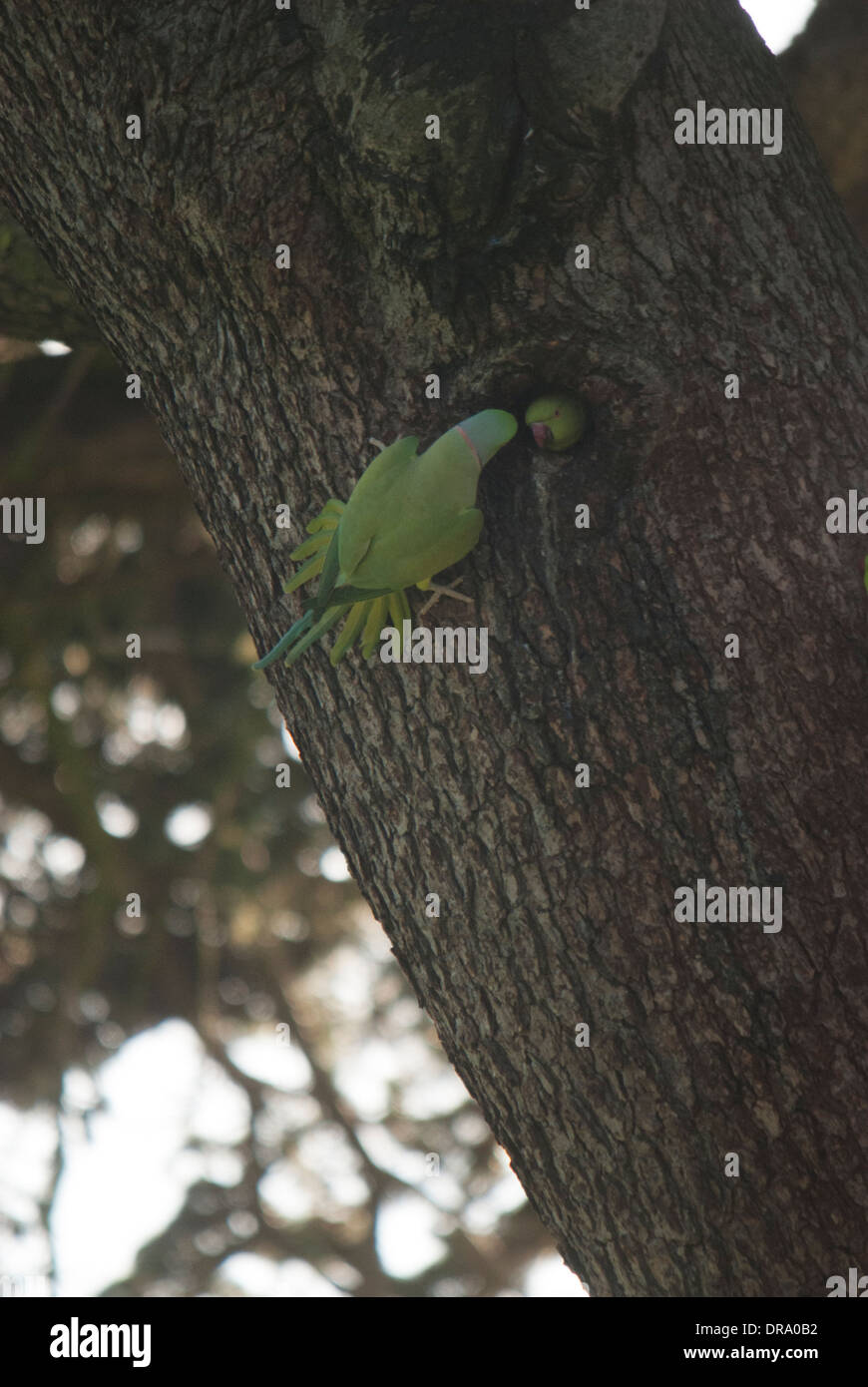 Collo ad anello cocorite (Psittacula krameri) ad una vista di nidificazione durante l'inverno, comportamento insolito. - Gunnersbury Park Foto Stock
