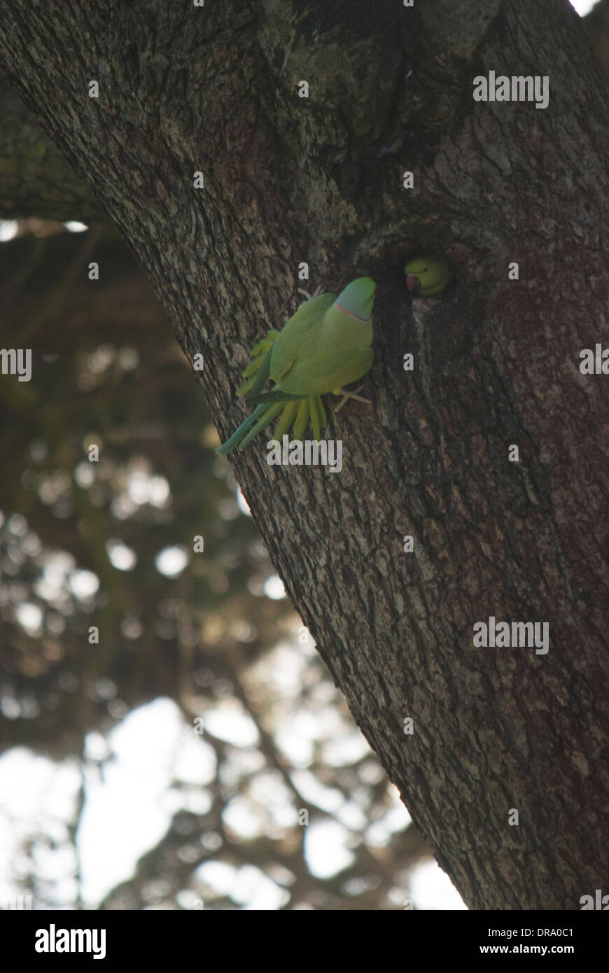 Collo ad anello cocorite (Psittacula krameri) ad una vista di nidificazione durante l'inverno, comportamento insolito. - Gunnersbury Park Foto Stock