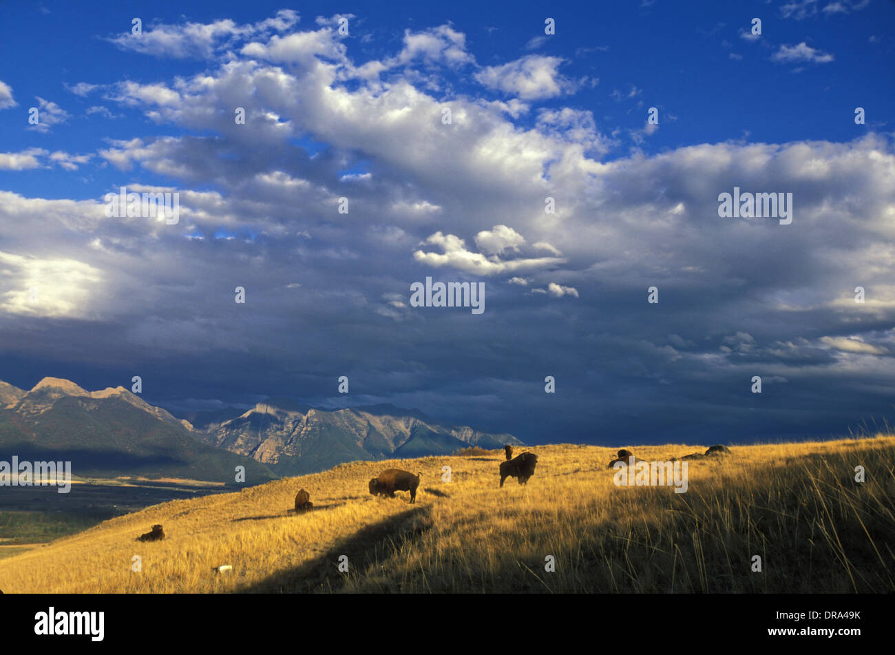 Le pianure bison pascolare presso il National Bison Range Ottobre 14, 2010 in Dixon, Montana. Foto Stock