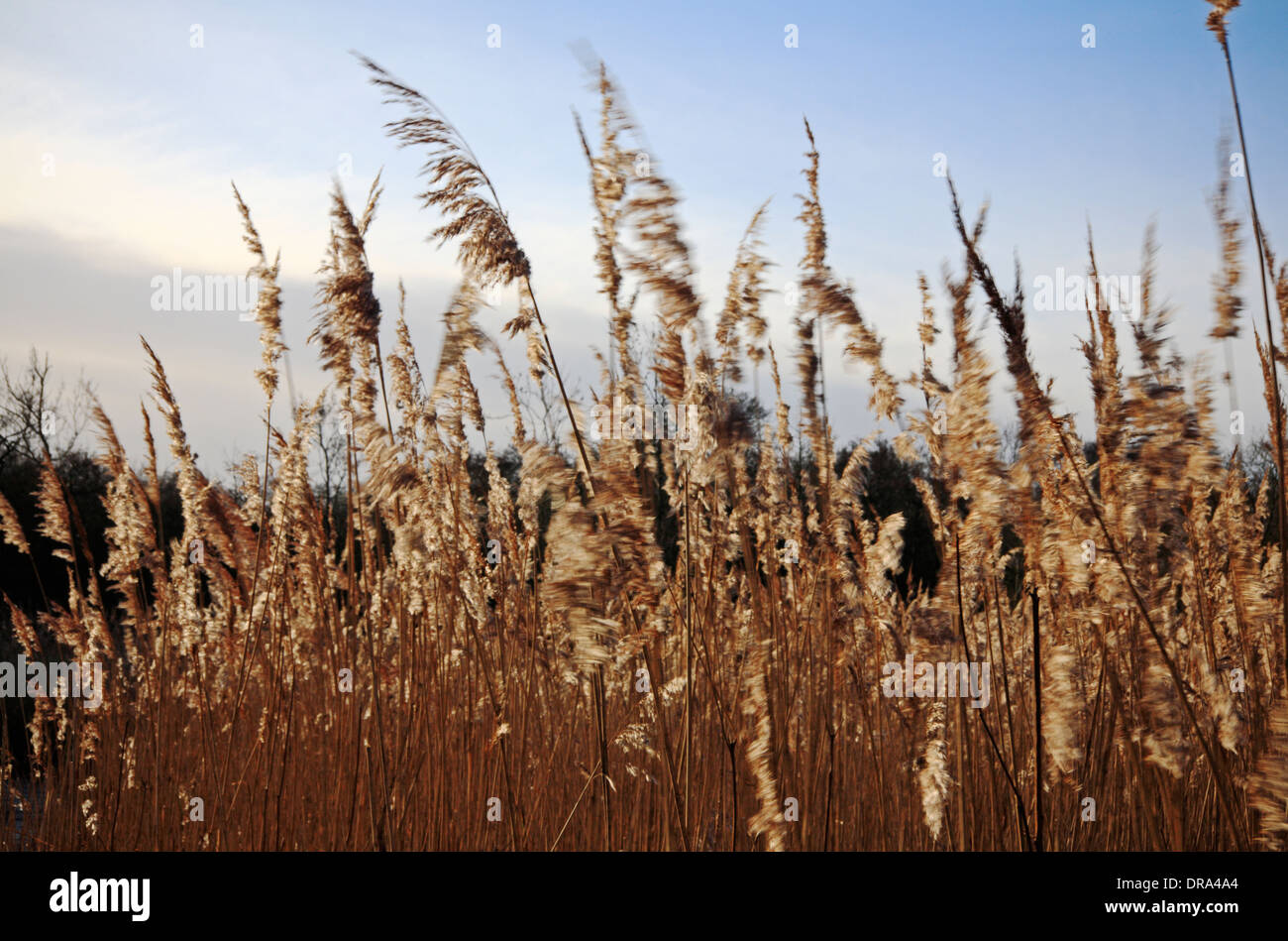 Teste di seme di Canne al vento su Norfolk Broads a Ranworth, Norfolk, Inghilterra, Regno Unito. Foto Stock