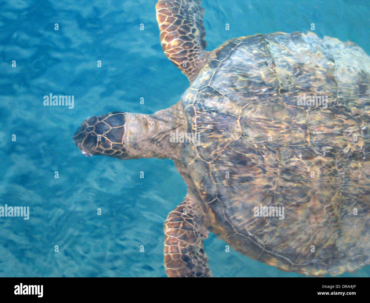 Una tartaruga verde nuotate lungo la costa di Hobe Sound rifugio Dicembre 19, 2006 in Hobe Sound, Florida. Foto Stock