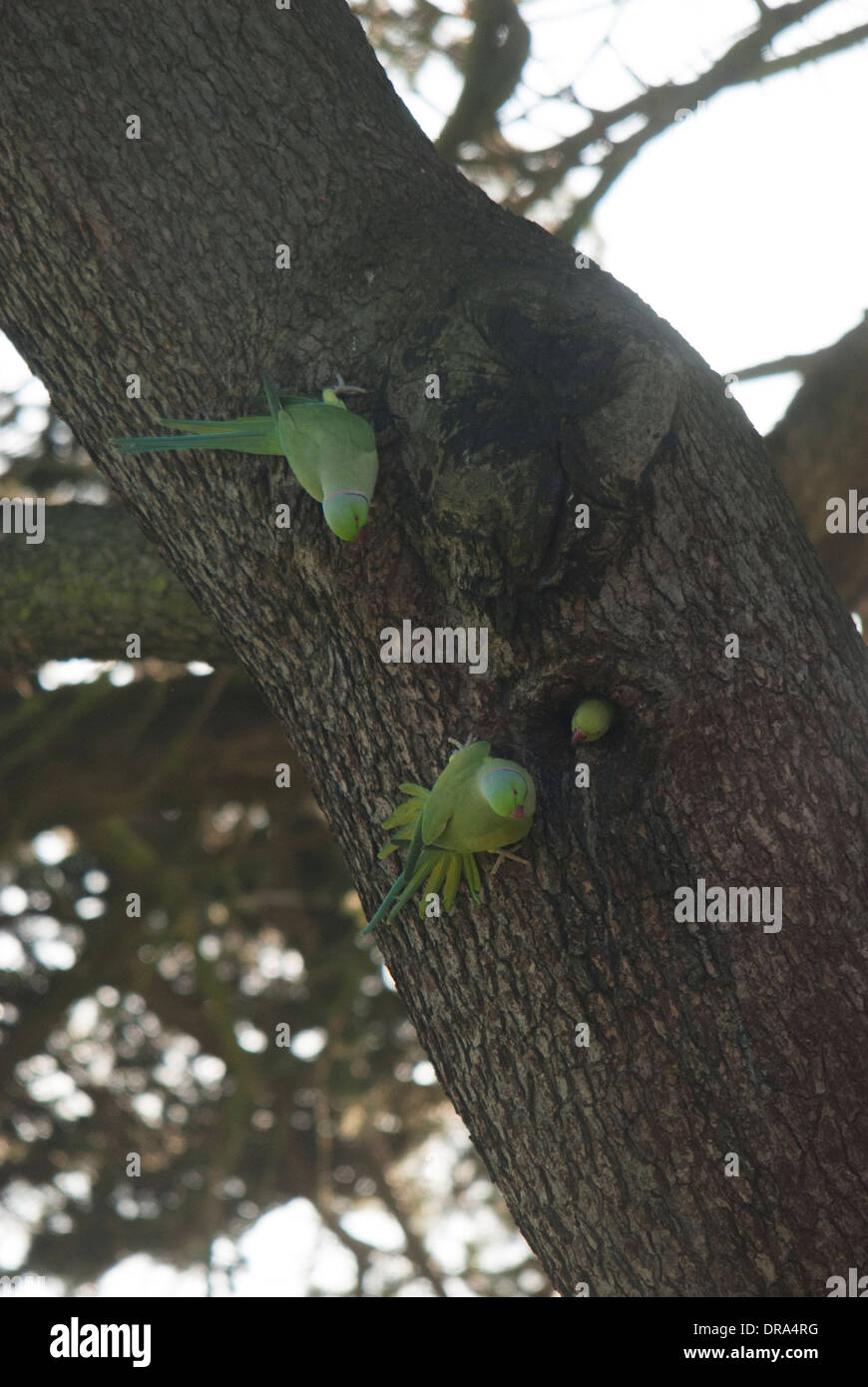 Collo ad anello cocorite (Psittacula krameri) ad una vista di nidificazione durante l'inverno, comportamento insolito. - Gunnersbury Park Foto Stock
