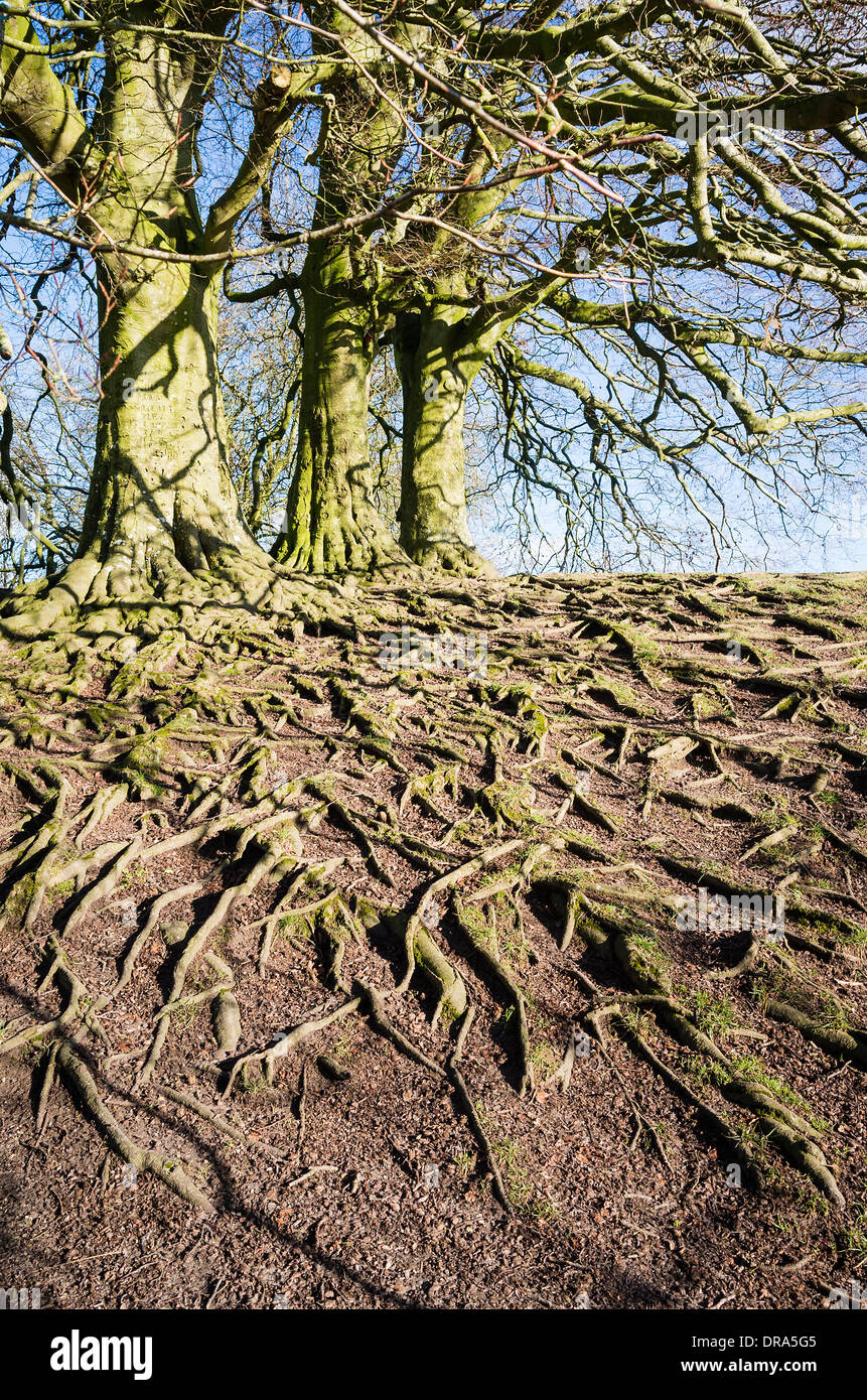 Radici di coppia faggi esposto su un banco di terra da erosione naturale Foto Stock