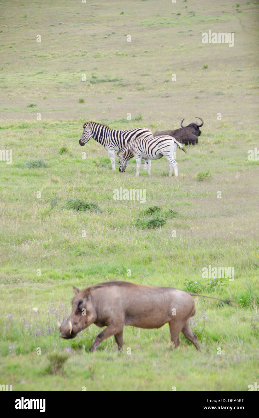 Una varietà di animali selvatici Foto Stock
