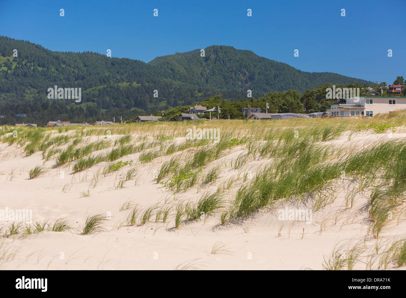 MANZANITA, OREGON, Stati Uniti d'America - Le dune di sabbia e di erba su Oregon Coast. Foto Stock