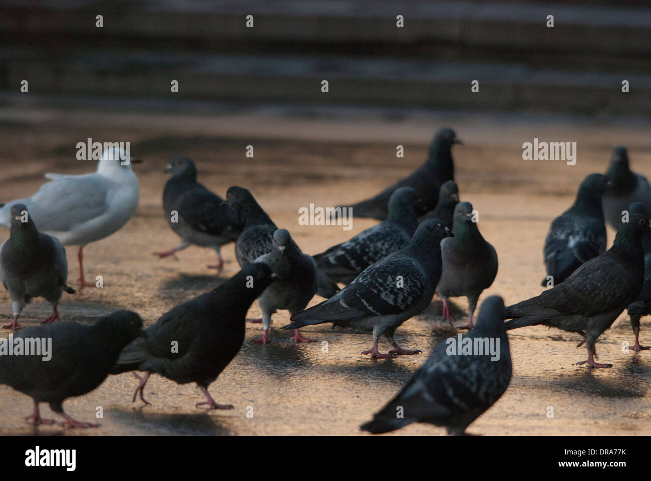 Piccioni essendo alimentato su una superficie riflettente dopo un breve periodo di pioggia in Trafalgar Square. Foto Stock