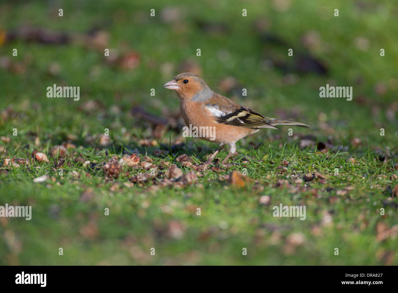 (Fringuello Fringilla coelebs). Rovistando maschio sul terreno. Foto Stock