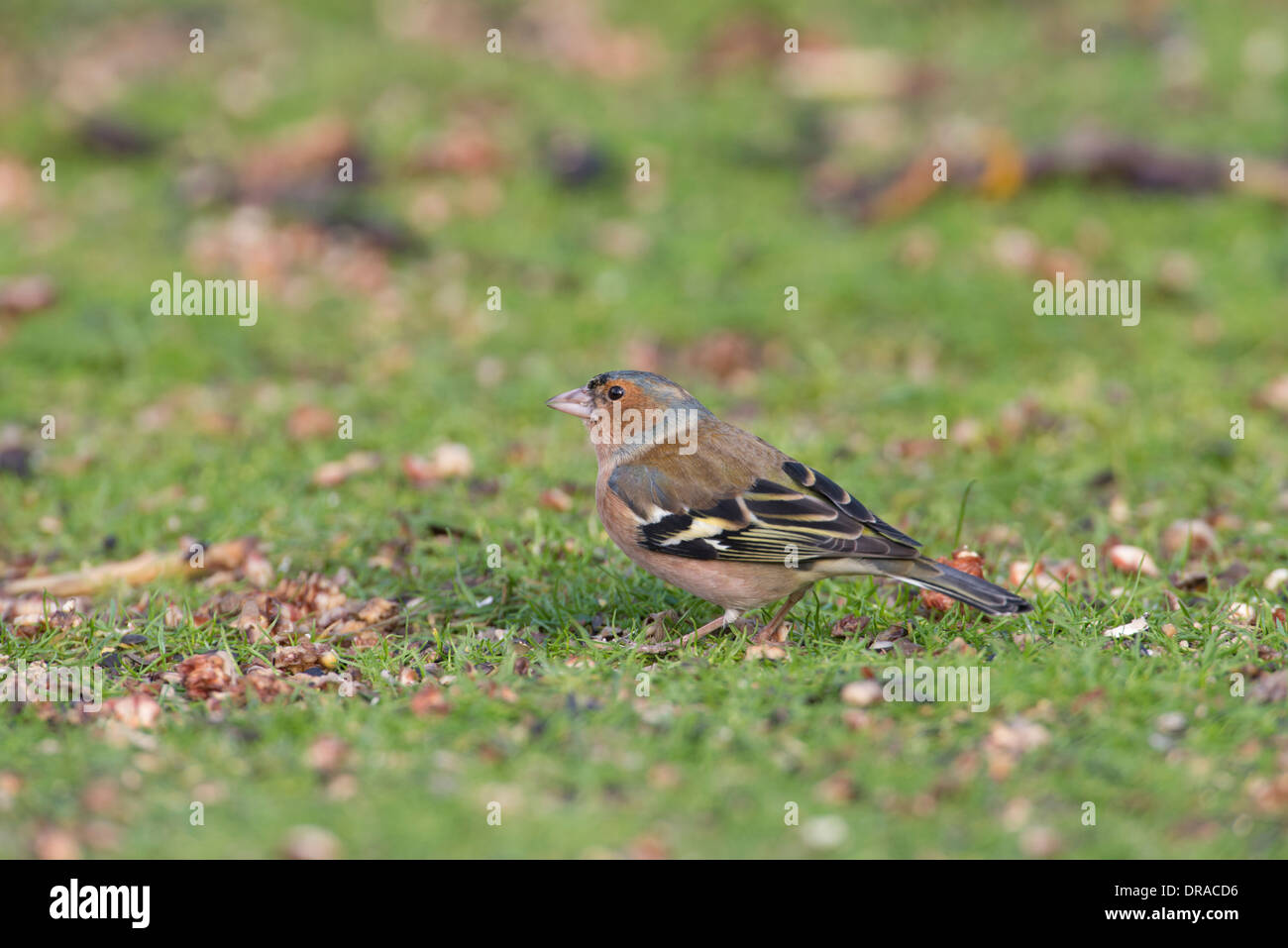 (Fringuello Fringilla coelebs). Rovistando maschio sul terreno. Foto Stock