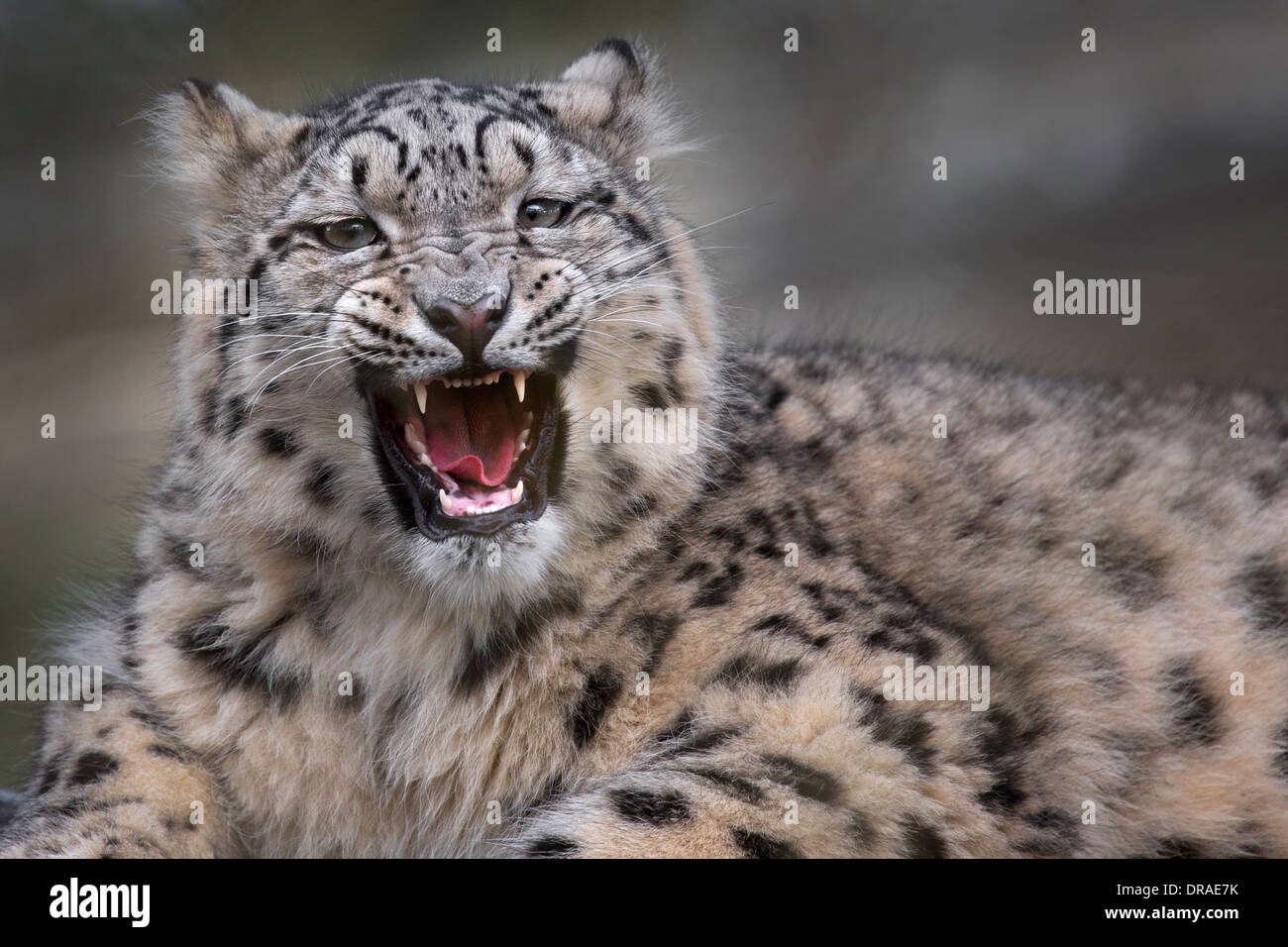 Snow Leopard cub, 8 mesi di età. Foto Stock