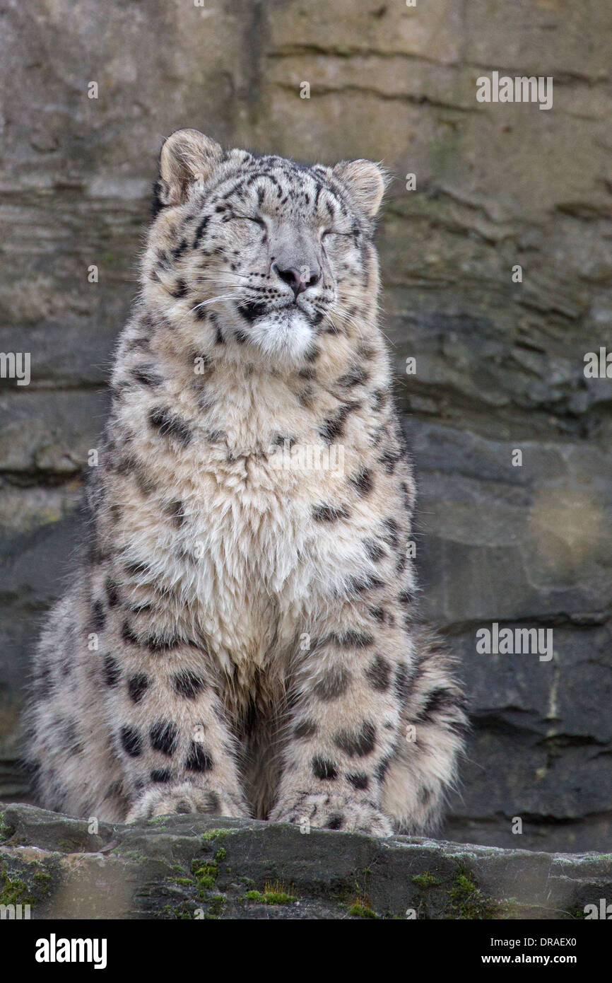 Snow Leopard cub 9 mesi di età. Foto Stock