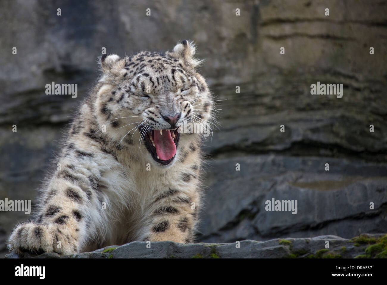 Snow Leopard cub 9 mesi di età. Foto Stock