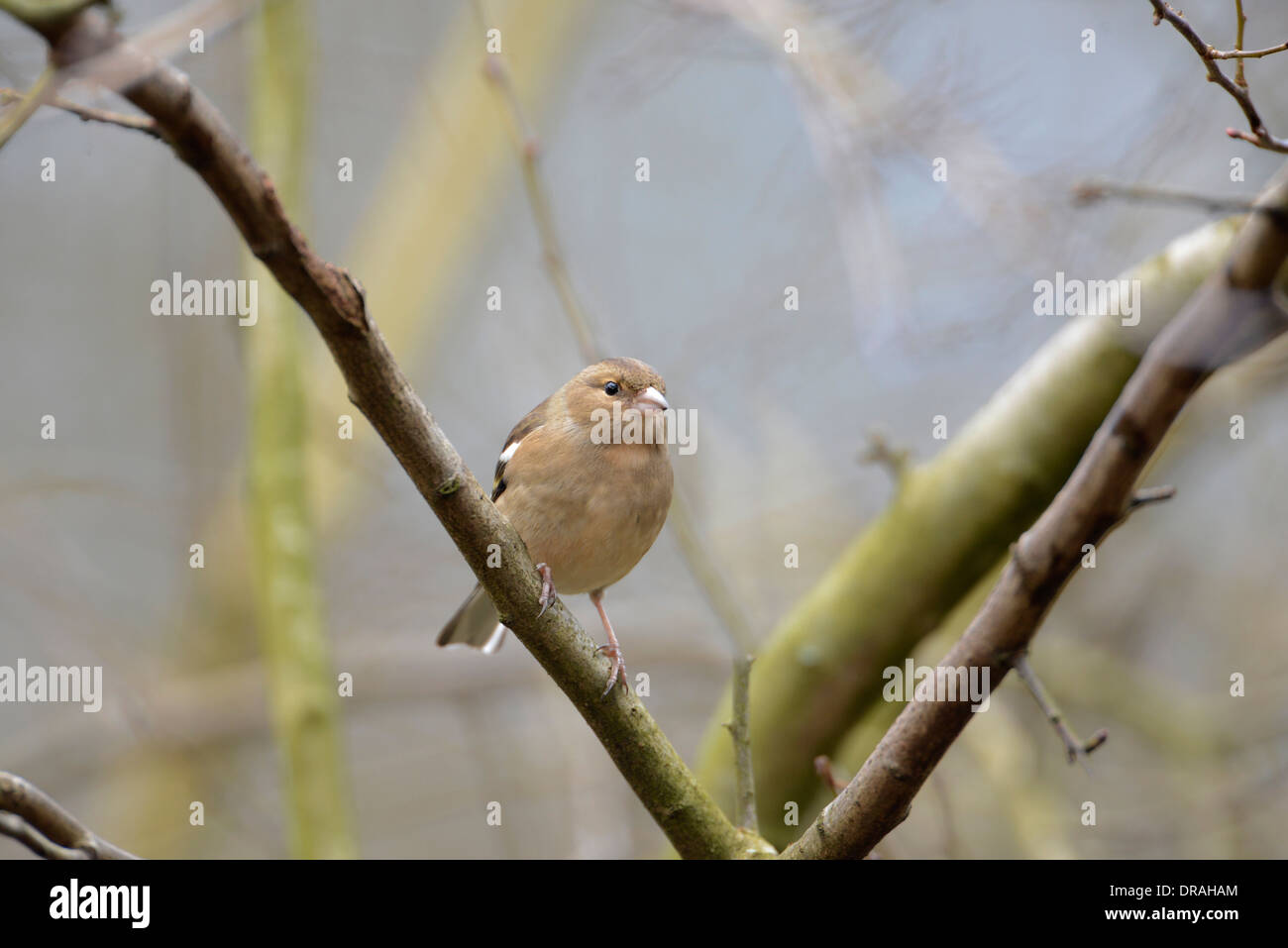 (Fringuello Fringilla coelebs). Femmina arroccato nella struttura ad albero. Foto Stock