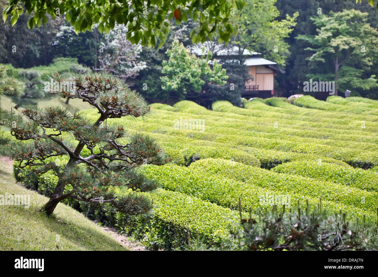 Campo di tè ad Okayama il giardino Korakuen - Chikoku, Giappone Foto Stock