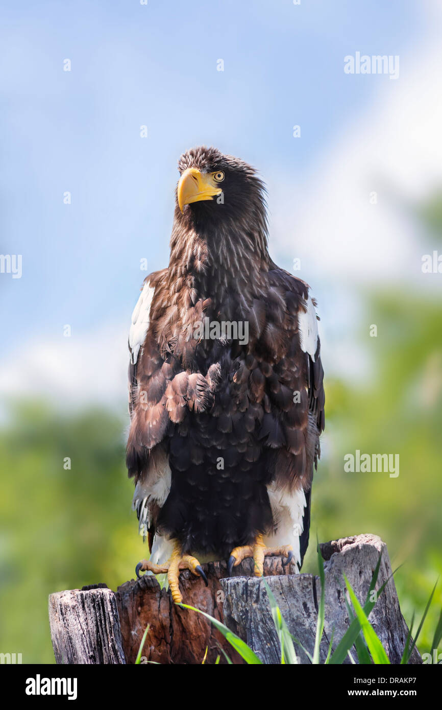 Steller's Sea Eagle, captive, Manitoba, Canada. Foto Stock