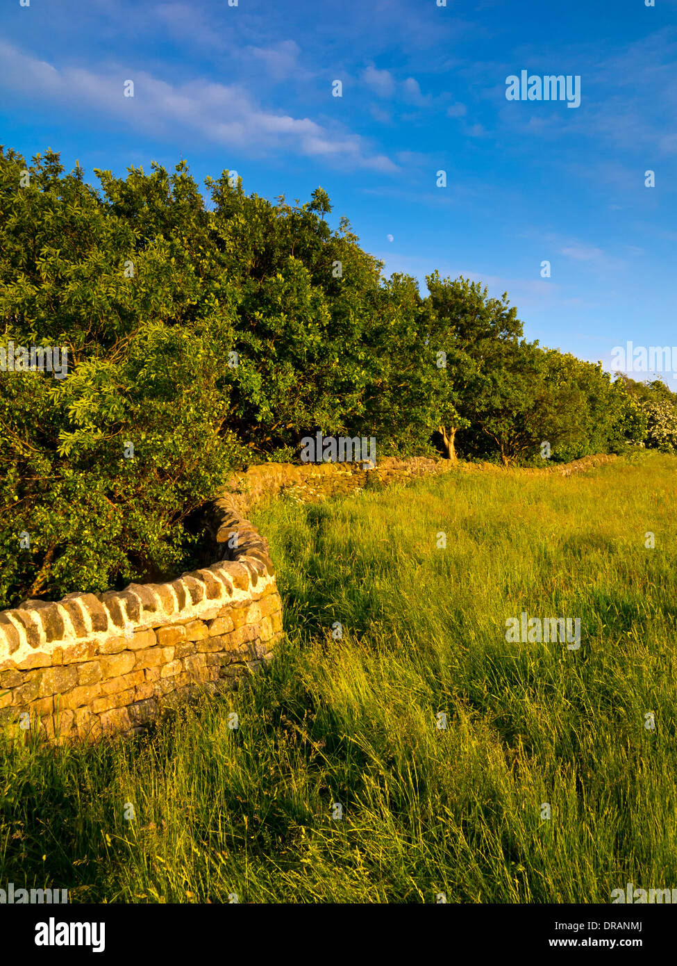 Stalattite tradizionale muro accanto al campo e alberi in campagna vicino a Crich Amber Valley Peak District Derbyshire England Regno Unito Foto Stock