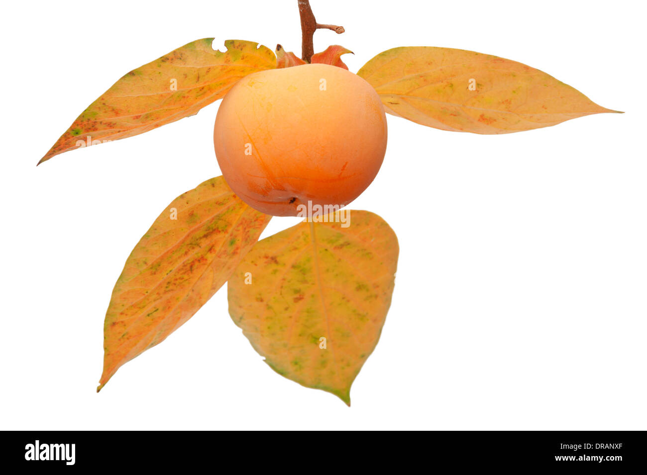 Frutta Persimmon sulla struttura ad albero con foglie di autunno isolati su sfondo bianco Foto Stock