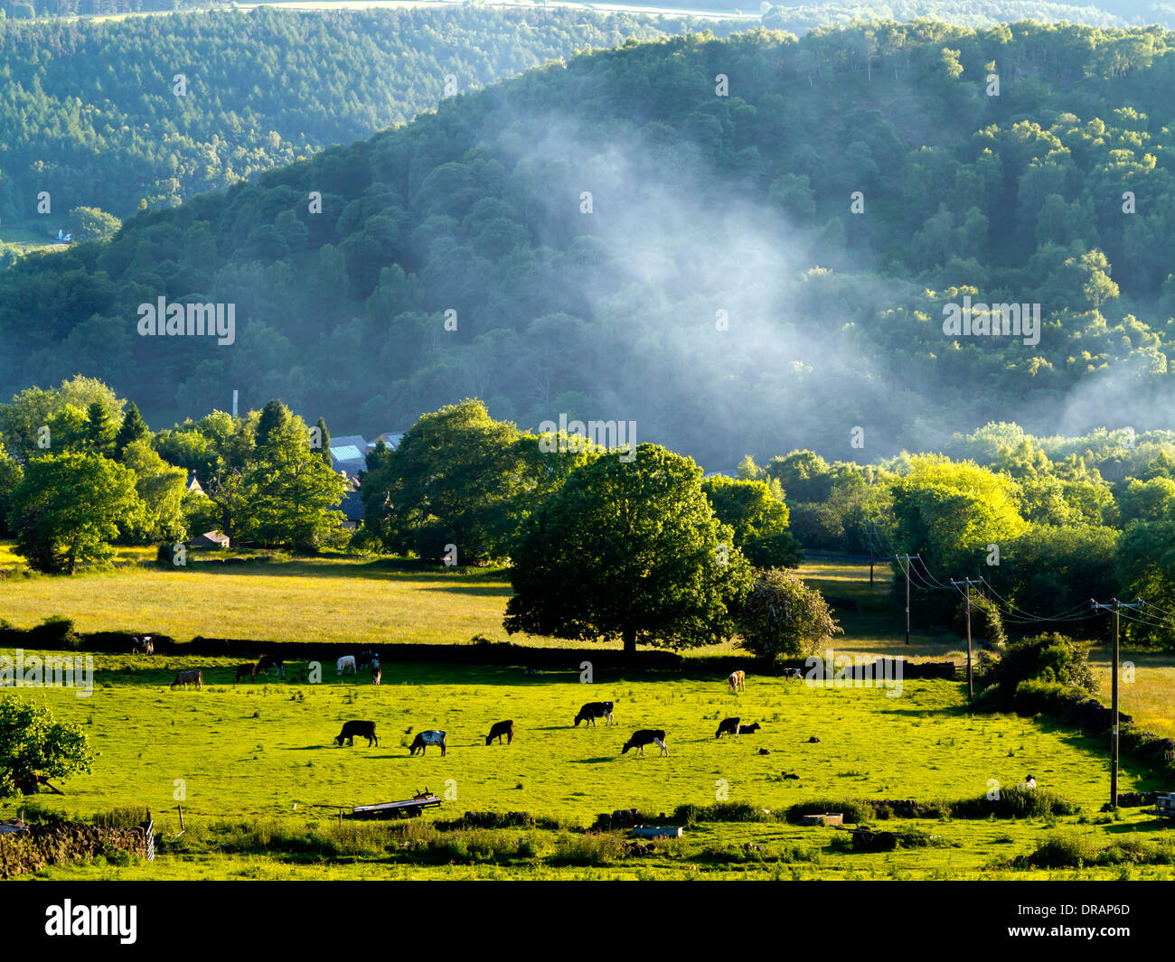 Paesaggio rurale con il bestiame di pascoli e colline boscose al di là vicino a Holloway Amber Valley Derbyshire Peak District Inghilterra REGNO UNITO Foto Stock