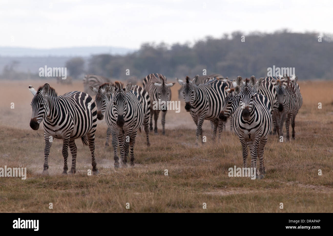 Zebra comune mandria in movimento nella luce della sera Amboseli National Park in Kenya Foto Stock