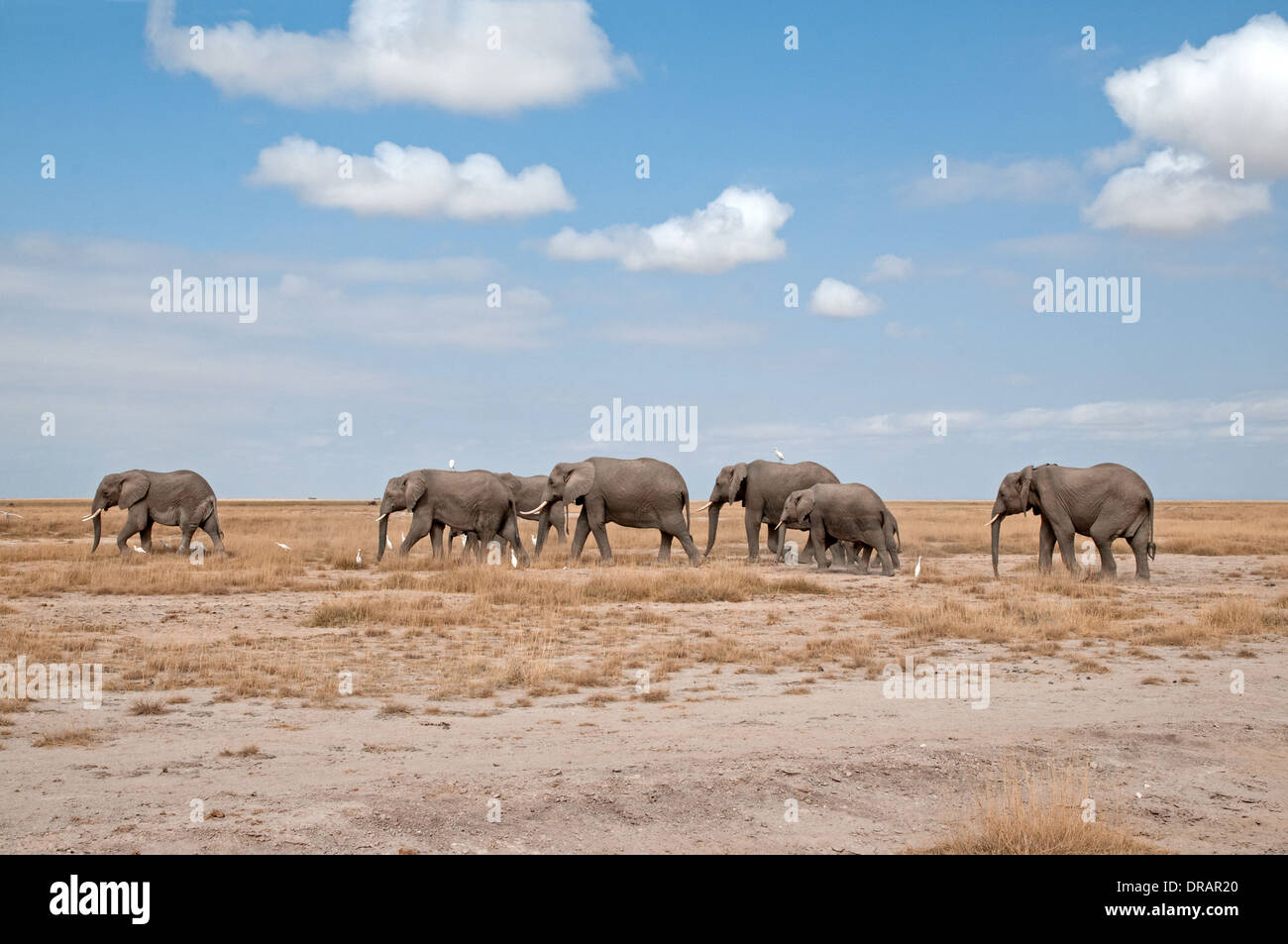 Famiglia mandria di femmina adulta gli elefanti e i vitelli in movimento attraverso le pianure di Amboseli National Park in Kenya Africa orientale Foto Stock