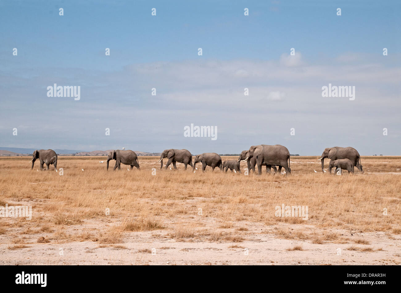Famiglia mandria di femmina adulta gli elefanti e i vitelli in movimento attraverso le pianure di Amboseli National Park in Kenya Africa orientale Foto Stock