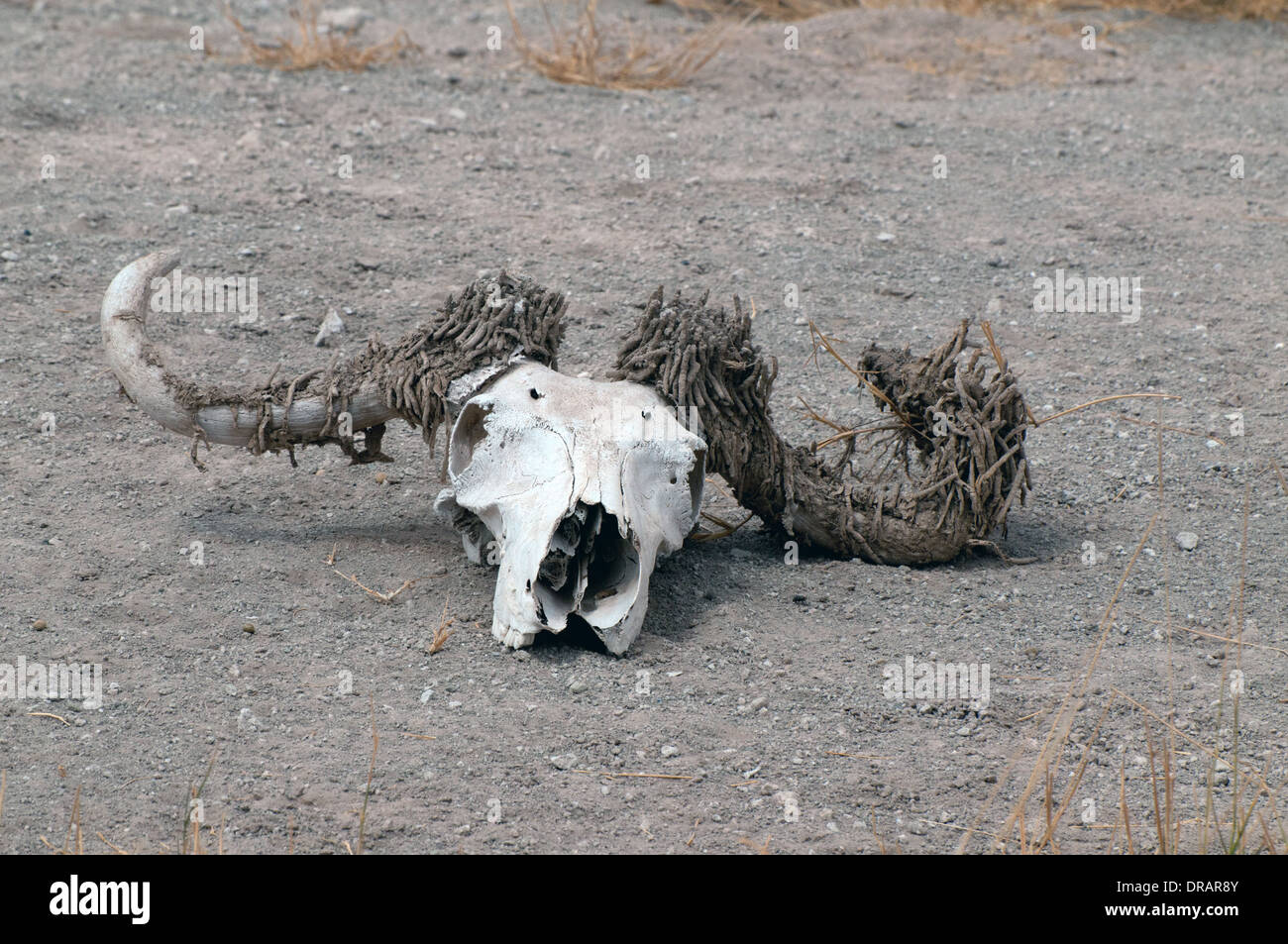 Cranio di Buffalo con corna ricoperte con avvisatore acustico moth torri nella guaina di cheratina del clacson del Parco Nazionale Amboseli Kenya Africa orientale Foto Stock